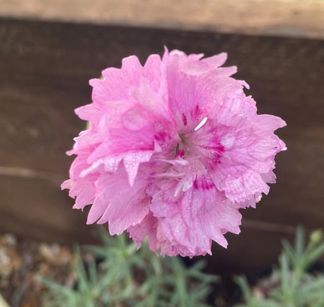 Dianthus 'Pikes Pink' 